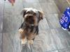 Yorkshire terrier Bobbi<3