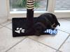 Labrador retriever Zenta