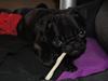 Mops Herman