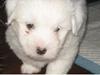 Coton de tulear Chico
