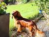 Dværggravhund Lille Struer's Frida