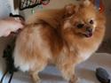 Pomeranian Pomzoo's Ice On Fire Amy