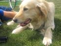 Golden retriever Rolf