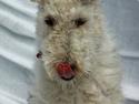 Ruhåret foxterrier Vega - My soulmate <3