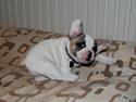 Fransk bulldog Betty Boop