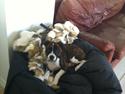 Blanding af racer Nellie( IKKE LISTEHUND)