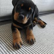 Rottweiler Charlie