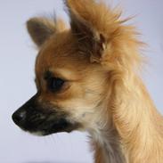 Chihuahua Cookie