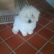 Bichon à poil frisé Chappie