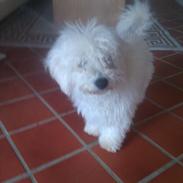 Bichon à poil frisé Chappie