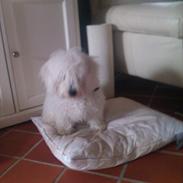 Bichon à poil frisé Chappie