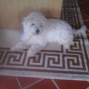 Bichon à poil frisé Chappie