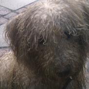 Bichon à poil frisé Chappie