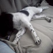 Blanding af racer Targo