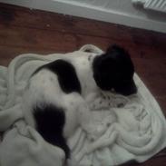 Blanding af racer Targo