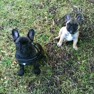Fransk bulldog Laban