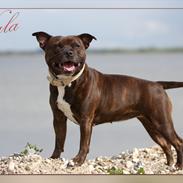 Staffordshire bull terrier Nala