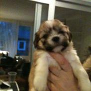 Lhasa apso Madison Secretariat