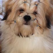 Lhasa apso Madison Secretariat