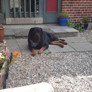 Rottweiler Bjørn