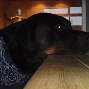Rottweiler Bjørn