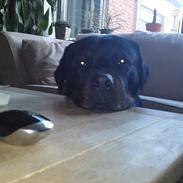 Rottweiler Bjørn