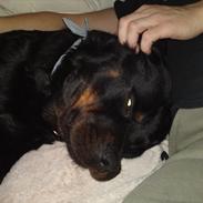 Rottweiler Bjørn