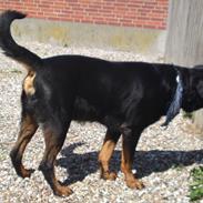 Rottweiler Bjørn