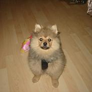 Pomeranian Wimse Von Red Bull