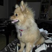 Pomeranian Wimse Von Red Bull