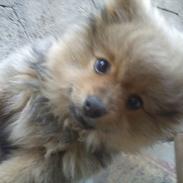 Pomeranian Wimse Von Red Bull