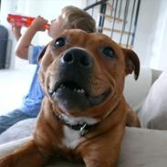 Staffordshire bull terrier Thor