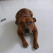 Staffordshire bull terrier Thor