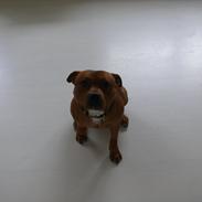 Staffordshire bull terrier Thor
