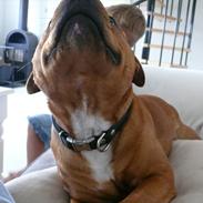 Staffordshire bull terrier Thor