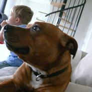 Staffordshire bull terrier Thor