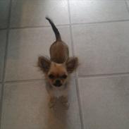 Chihuahua Cirkeline