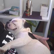Fransk bulldog Bops