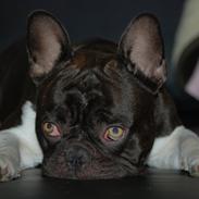 Fransk bulldog harley med blå øjne