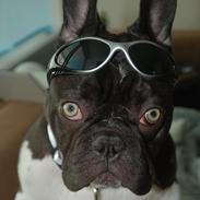 Fransk bulldog harley med blå øjne