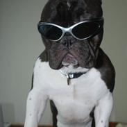 Fransk bulldog harley med blå øjne