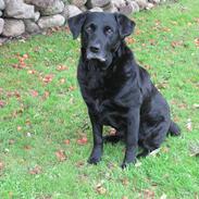 Labrador retriever Max