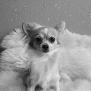 Chihuahua ¨˜”°º•Bailey•º°”˜¨