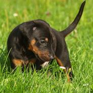 Dobermann Proud Danish Damian (Simba)