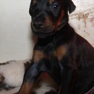 Dobermann Proud Danish Damian (Simba)