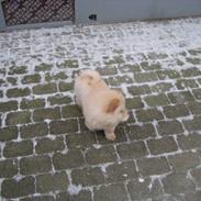 Chow chow Balou Skovgaard Busk