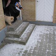 Chow chow Balou Skovgaard Busk