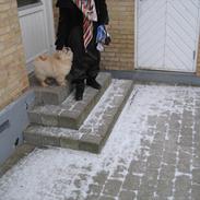 Chow chow Balou Skovgaard Busk