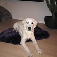 Golden retriever Bianco