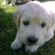 Golden retriever Bianco